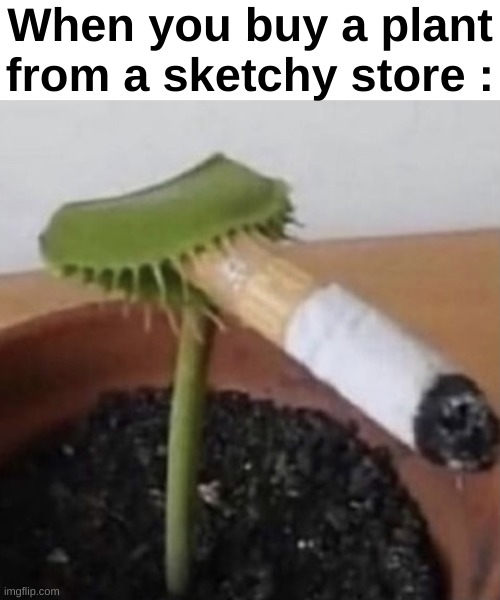 My plant so high | When you buy a plant from a sketchy store : | image tagged in memes,funny,relatable,shitpost,plants,front page plz | made w/ Imgflip meme maker