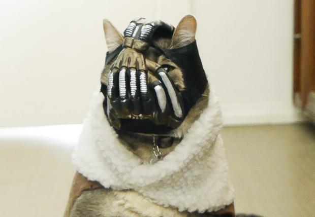 Bane Cat Blank Meme Template