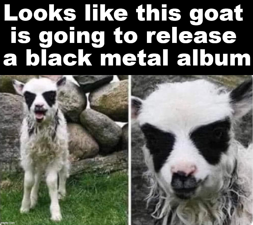 Looks like this goat 
is going to release 
a black metal album | made w/ Imgflip meme maker