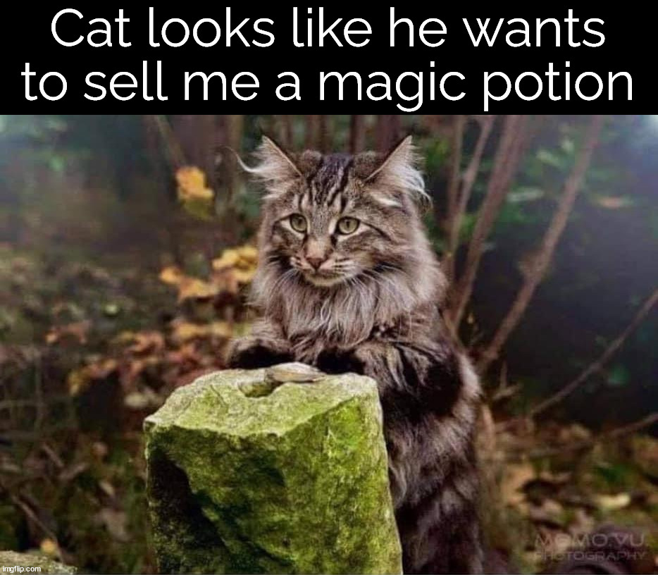 Cat looks like he wants to sell me a magic potion | made w/ Imgflip meme maker