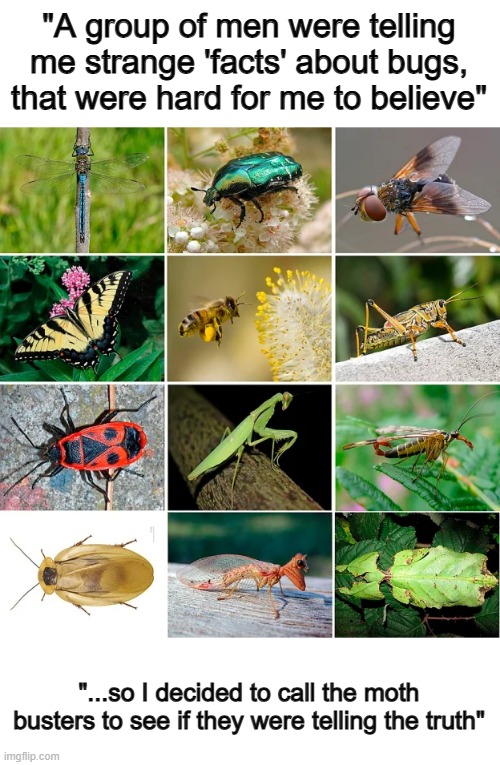 Get it? Myth? Moth? Why's no one laughing T-T | "A group of men were telling me strange 'facts' about bugs, that were hard for me to believe"; "...so I decided to call the moth busters to see if they were telling the truth" | made w/ Imgflip meme maker