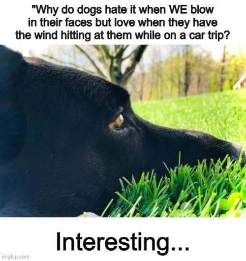 Dog logic :/ | "Why do dogs hate it when WE blow in their faces but love when they have the wind hitting at them while on a car trip? Interesting... | image tagged in deep thoughts dog | made w/ Imgflip meme maker