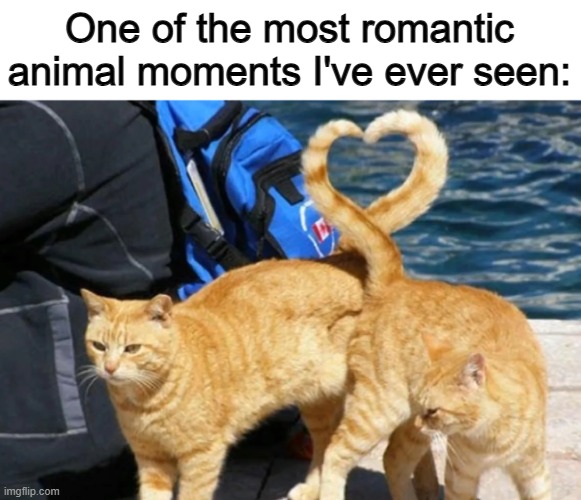 <3 | One of the most romantic animal moments I've ever seen: | made w/ Imgflip meme maker