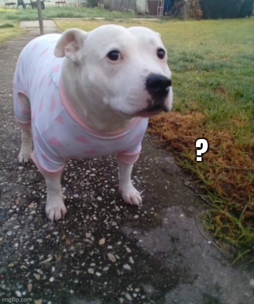 PITBULL IN A ONESIE | ? | image tagged in pitbull in a onesie | made w/ Imgflip meme maker