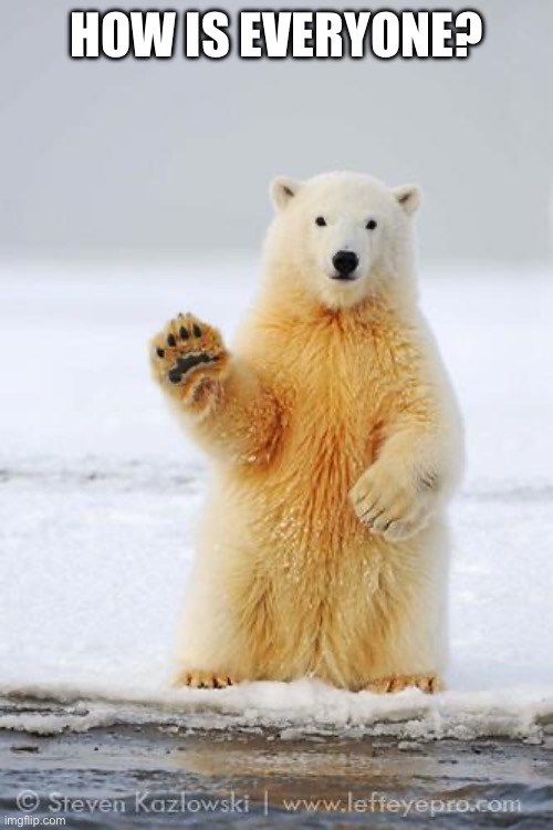 hello polar bear | HOW IS EVERYONE? | image tagged in hello polar bear | made w/ Imgflip meme maker