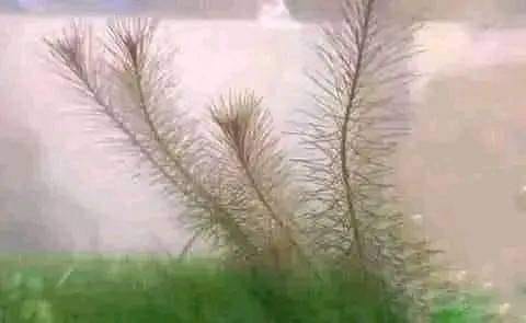 fern Blank Meme Template