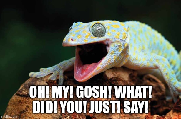 crazy gecko | OH! MY! GOSH! WHAT! DID! YOU! JUST! SAY! | image tagged in gecko | made w/ Imgflip meme maker