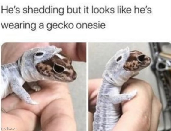 gecko costume | image tagged in gecko | made w/ Imgflip meme maker