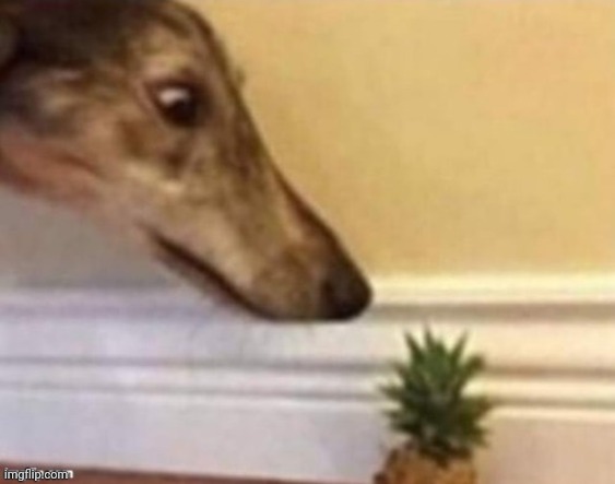 I'm back | image tagged in dog staring at a pineapple | made w/ Imgflip meme maker