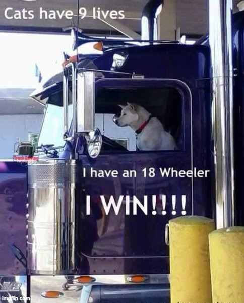 Watch out cats! | image tagged in dogs,memes,funny | made w/ Imgflip meme maker