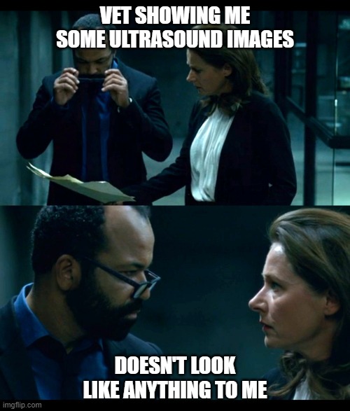 WestWorld: Doesn't look like anything to me | VET SHOWING ME SOME ULTRASOUND IMAGES; DOESN'T LOOK LIKE ANYTHING TO ME | image tagged in westworld doesn't look like anything to me | made w/ Imgflip meme maker