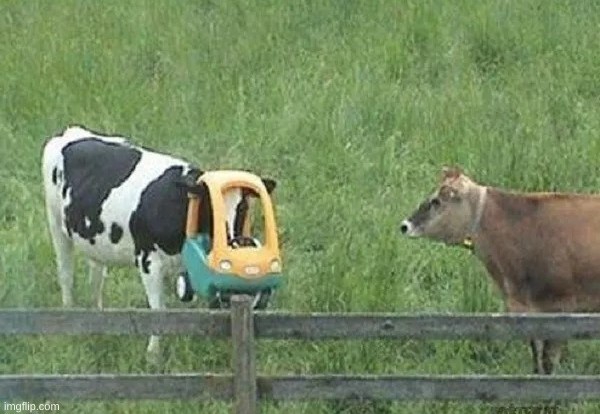 cow stuck in toy car Blank Meme Template