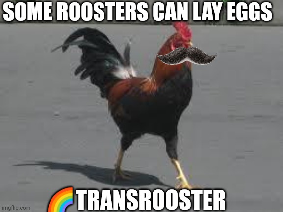 Roosters coming home | SOME ROOSTERS CAN LAY EGGS ?TRANSROOSTER | image tagged in roosters coming home | made w/ Imgflip meme maker