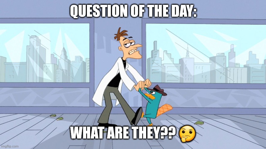 I really like this show frr | QUESTION OF THE DAY:; WHAT ARE THEY?? 🤔 | image tagged in perry the platypus,doofenshmirtz,phineas and ferb | made w/ Imgflip meme maker
