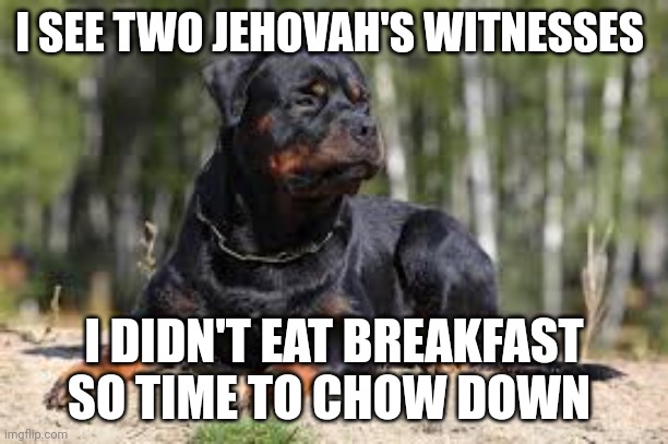 Doggo wants to eat | I SEE TWO JEHOVAH'S WITNESSES; I DIDN'T EAT BREAKFAST SO TIME TO CHOW DOWN | image tagged in mean doggo,jehovah's witness,hungry dog | made w/ Imgflip meme maker
