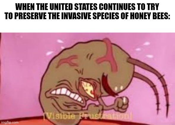 Can't they see the Honey bees are an invasive species!!!! | WHEN THE UNITED STATES CONTINUES TO TRY TO PRESERVE THE INVASIVE SPECIES OF HONEY BEES: | image tagged in visible frustration | made w/ Imgflip meme maker