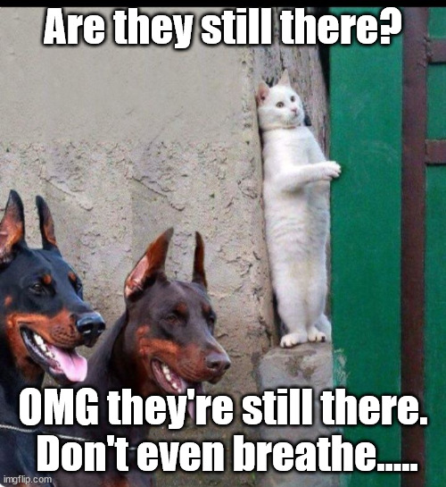 Don't move. | Are they still there? OMG they're still there.  Don't even breathe..... | image tagged in funny | made w/ Imgflip meme maker