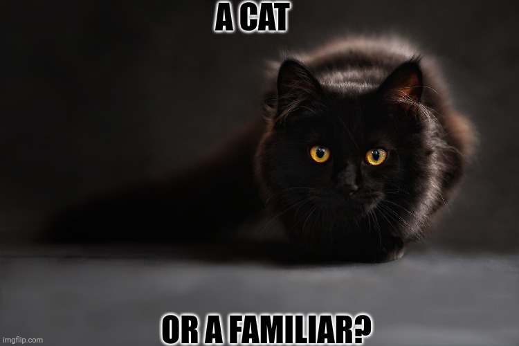 EITHER WORKS FOR ME | A CAT; OR A FAMILIAR? | image tagged in cats,funny cats | made w/ Imgflip meme maker