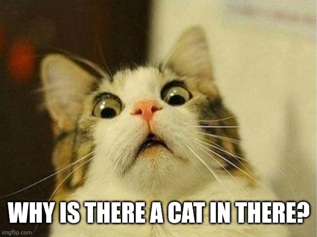 Scared Cat Meme | WHY IS THERE A CAT IN THERE? | image tagged in memes,scared cat | made w/ Imgflip meme maker