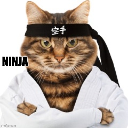 Karate cat | NINJA | image tagged in karate cat | made w/ Imgflip meme maker