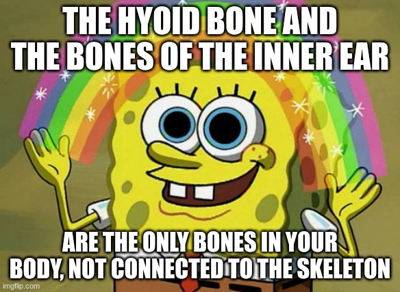 The hyoid and the inner ear | THE HYOID BONE AND THE BONES OF THE INNER EAR; ARE THE ONLY BONES IN YOUR BODY, NOT CONNECTED TO THE SKELETON | image tagged in memes,imagination spongebob | made w/ Imgflip meme maker