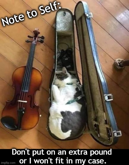Sleepy Cat | Note to Self:; Don't put on an extra pound 
or I won't fit in my case. | image tagged in fun,animals,cat,weight gain,music,lover | made w/ Imgflip meme maker