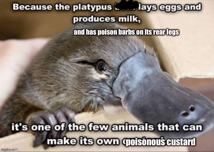 Poison custard | and has poison barbs on its rear legs; poisonous custard | image tagged in platypus,poison,bravo six going dark,who_am_i | made w/ Imgflip meme maker