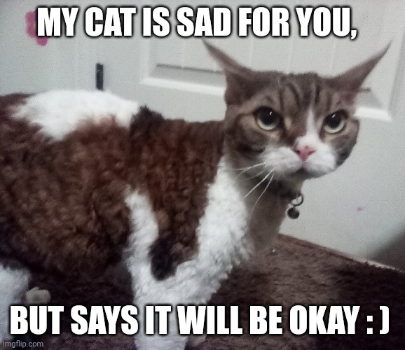 MY CAT IS SAD FOR YOU, BUT SAYS IT WILL BE OKAY : ) | made w/ Imgflip meme maker