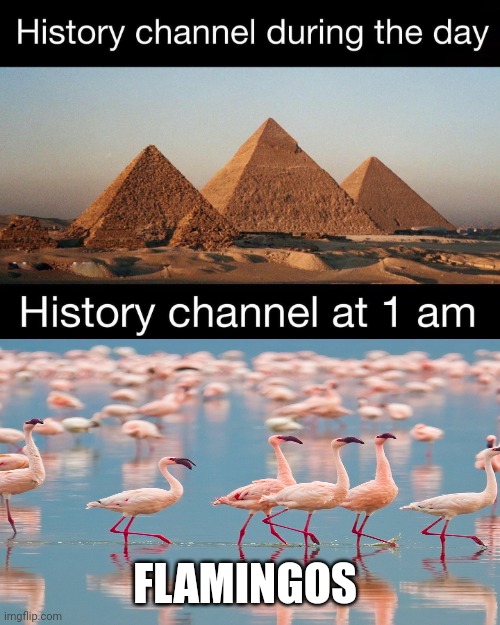 Flamingos at 1 am | FLAMINGOS | image tagged in history channel at 1 am,flamingo | made w/ Imgflip meme maker