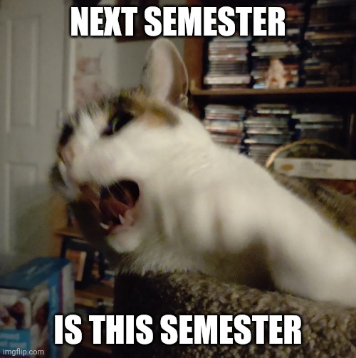 When you realize | NEXT SEMESTER; IS THIS SEMESTER | image tagged in panic cat,school,college,cat,relatable memes,funny memes | made w/ Imgflip meme maker