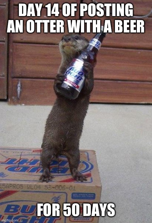 Day fourteen of posting an otter with a beer for 50 days | DAY 14 OF POSTING AN OTTER WITH A BEER; FOR 50 DAYS | image tagged in beer otter,otters,animals,funny,memes,funny memes | made w/ Imgflip meme maker