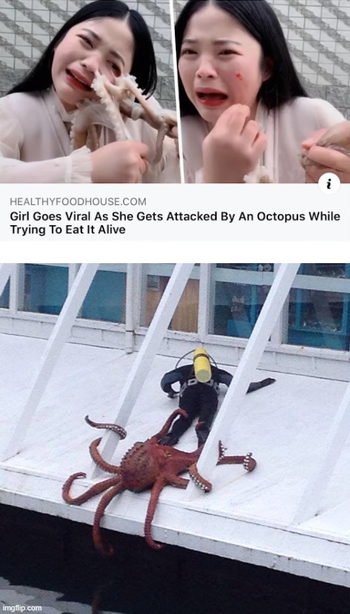 octopus | image tagged in octopus,viral,attack,eat,alive,ouch | made w/ Imgflip meme maker