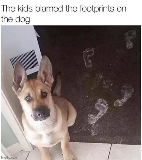 image tagged in stupid kids,footprints,dog | made w/ Imgflip meme maker