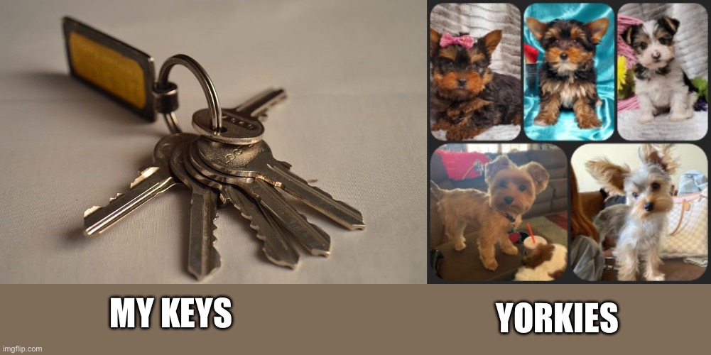 Keys | YORKIES; MY KEYS | image tagged in dad joke | made w/ Imgflip meme maker