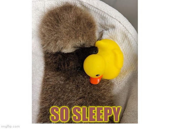 So sleepy | SO SLEEPY | image tagged in otter,tired,cute animals | made w/ Imgflip meme maker
