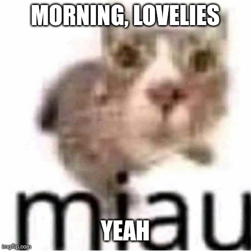 miau | MORNING, LOVELIES; YEAH | image tagged in miau | made w/ Imgflip meme maker