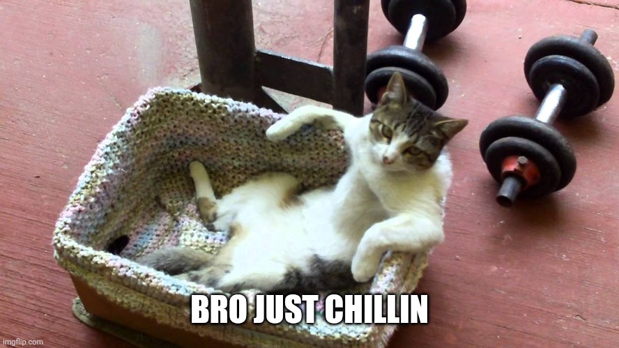 cat just chillin | BRO JUST CHILLIN | image tagged in cat just chillin | made w/ Imgflip meme maker