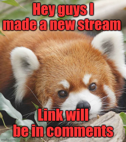 If someone wants to join :D | Hey guys I made a new stream; Link will be in comments | image tagged in cute red panda,memes,streams,join me,pls | made w/ Imgflip meme maker