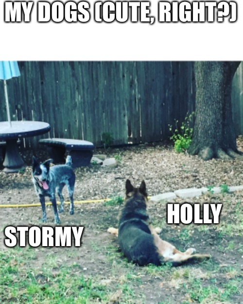 MY DOGS (CUTE, RIGHT?); HOLLY; STORMY | made w/ Imgflip meme maker