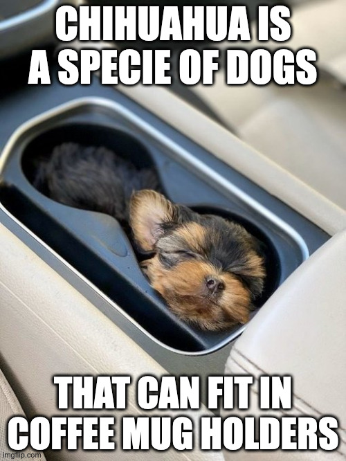 Dog in Coffee Cup Holder | CHIHUAHUA IS A SPECIE OF DOGS; THAT CAN FIT IN COFFEE MUG HOLDERS | image tagged in dogs,memes | made w/ Imgflip meme maker