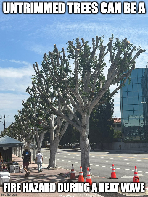 Trimmed Trees | UNTRIMMED TREES CAN BE A; FIRE HAZARD DURING A HEAT WAVE | image tagged in tree,memes | made w/ Imgflip meme maker