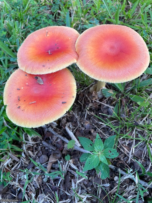 This is it. I think I FINALLY found Amanita Jacksonii (AKA Caesers Amanita) this Is a rather rare find. | made w/ Imgflip meme maker