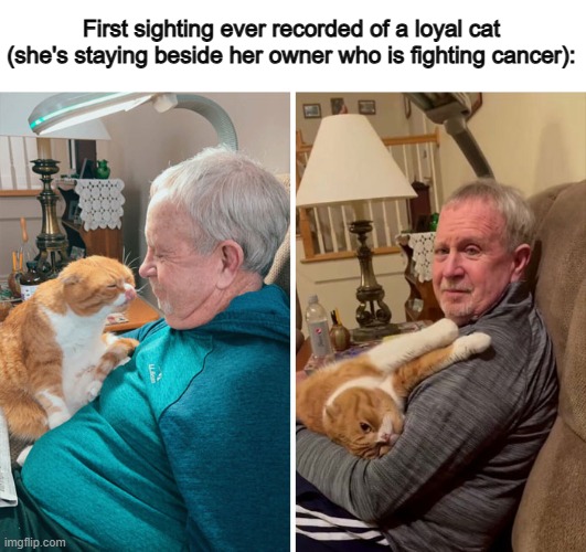 This is one great cat ^-^ | First sighting ever recorded of a loyal cat (she's staying beside her owner who is fighting cancer): | made w/ Imgflip meme maker