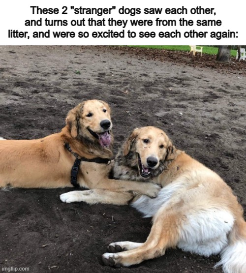 Very wholesome in my opinion :D | These 2 "stranger" dogs saw each other, and turns out that they were from the same litter, and were so excited to see each other again: | made w/ Imgflip meme maker