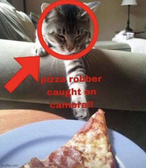 image tagged in pizza,silly,cats | made w/ Imgflip meme maker