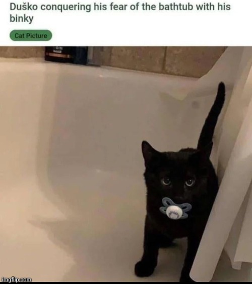 So cute! | image tagged in cat,water,bath | made w/ Imgflip meme maker