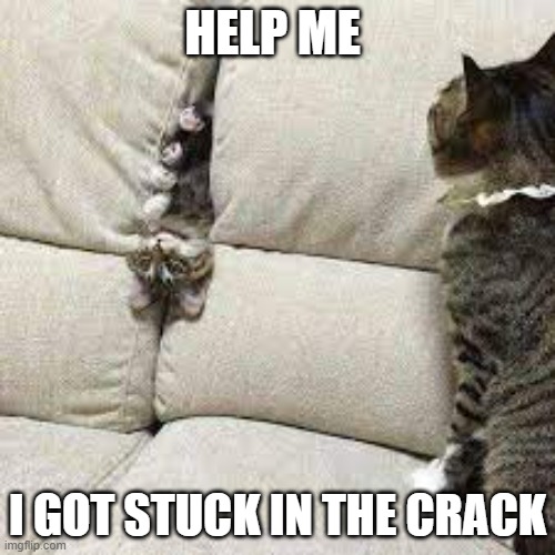 lol | HELP ME; I GOT STUCK IN THE CRACK | image tagged in cats | made w/ Imgflip meme maker