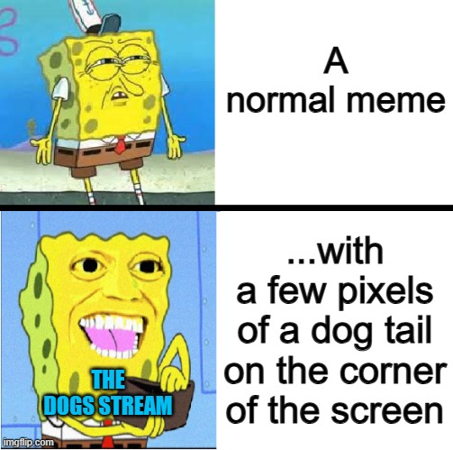 It's nice this way :] | A normal meme; ...with a few pixels of a dog tail on the corner of the screen; THE DOGS STREAM | image tagged in spongebob money meme | made w/ Imgflip meme maker