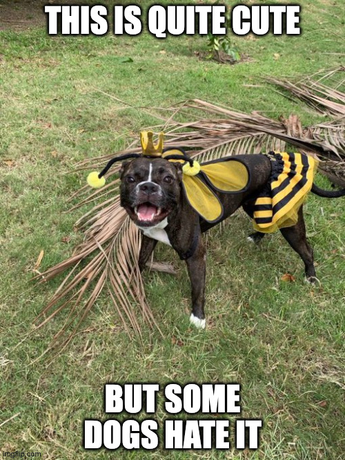 Dog in a Bee Costume | THIS IS QUITE CUTE; BUT SOME DOGS HATE IT | image tagged in memes,costume,dogs | made w/ Imgflip meme maker