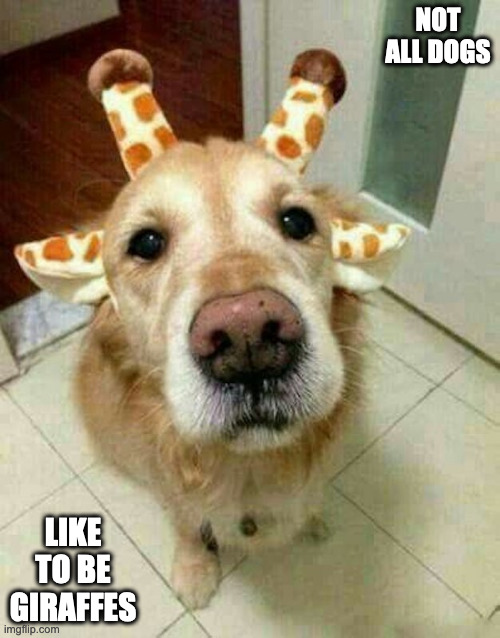 Dog With Giraffe Headband | NOT ALL DOGS; LIKE TO BE GIRAFFES | image tagged in dogs,memes | made w/ Imgflip meme maker